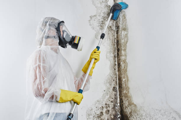 Best HVAC Mold Remediation in San Lorenzo, CA