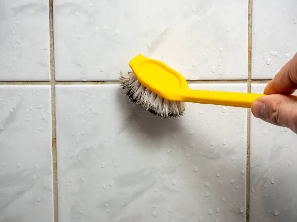  San Lorenzo, CA Mold Removal Pros