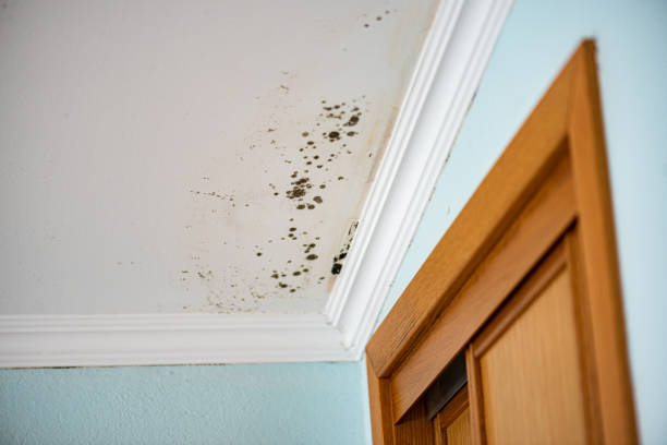 Best Preventive Mold Services in San Lorenzo, CA