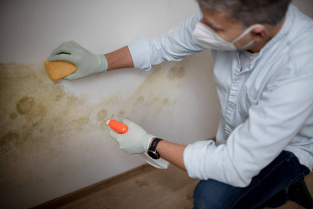 Best Post-Flood Mold Remediation in San Lorenzo, CA