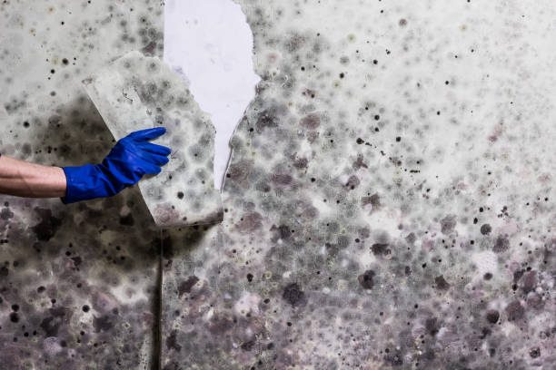 Best Basement Mold Remediation in San Lorenzo, CA